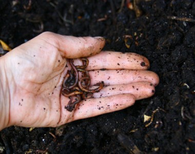 Moutta, 250 GR de vers de Compost